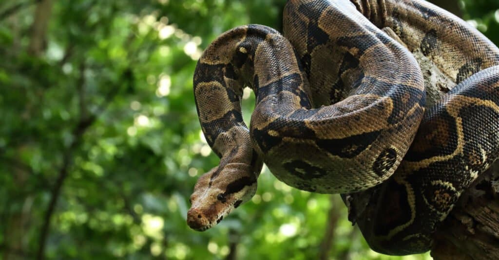 boa wrapped around limb of tree