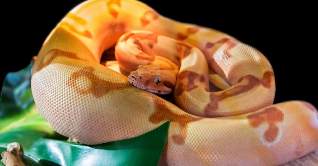 How Snakes Slither - ABDO
