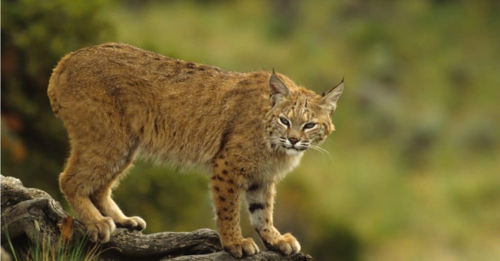 Sussex County Bobcat!  The Bobcat is an elusive creature found in