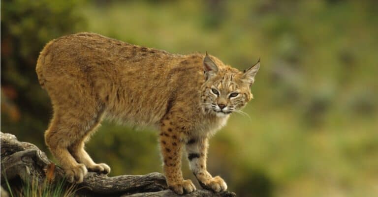 bobcat standing on top of a rock