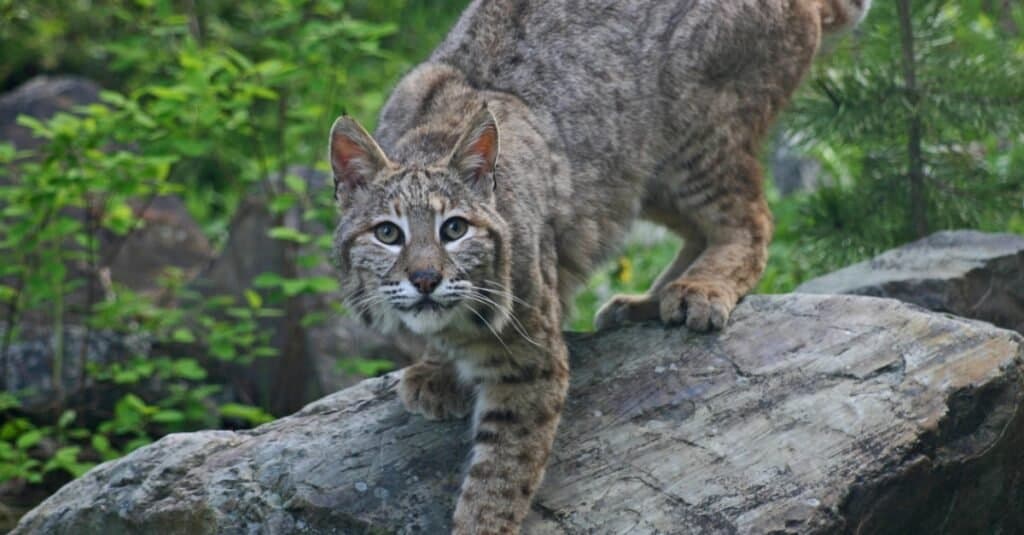 Bobcat ready to pounce from wood.