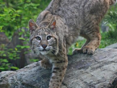 A Bobcats in New Jersey: Types & Where They Live