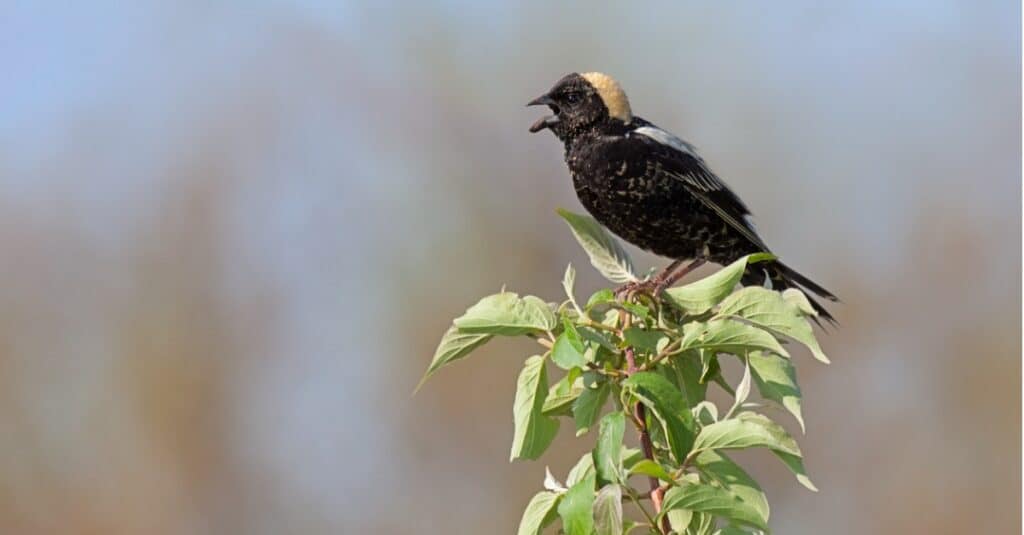 bobolink on top of branch of leaves