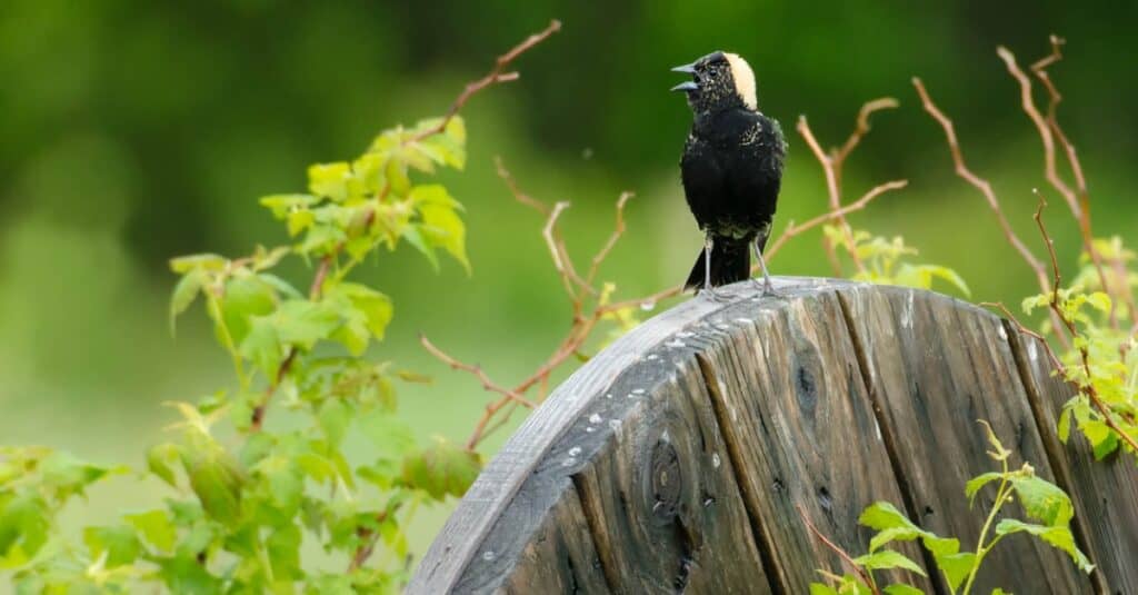 bobolink on old wooden wheel