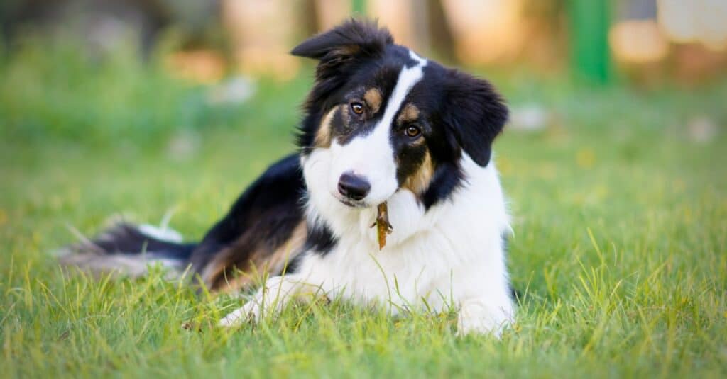 how much should a 5 month old border collie weight