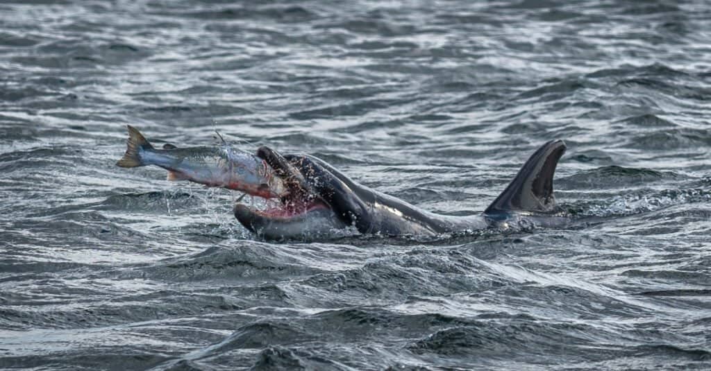 Bottlenose Dolphin Eating 1024x535 