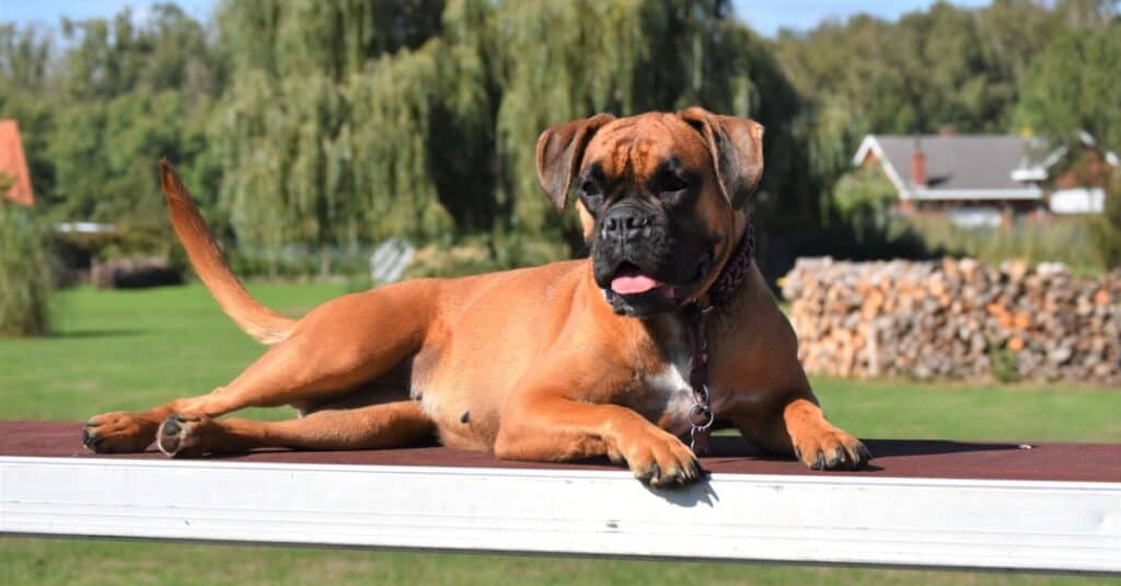 boxer laying on a table outside