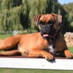 boxer laying on a table outside