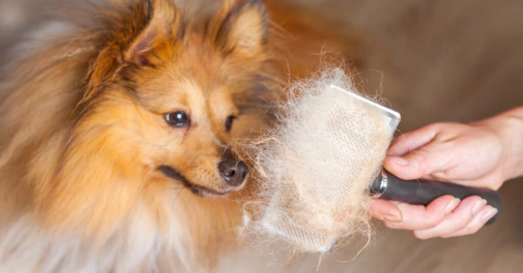 shetland sheepdog after being brushed