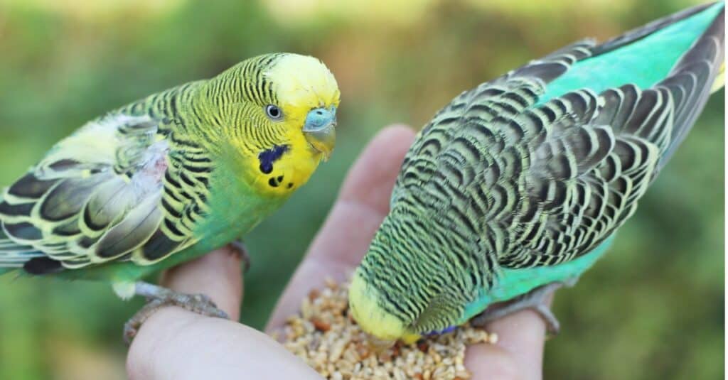 budgerigars eating out of ones palm