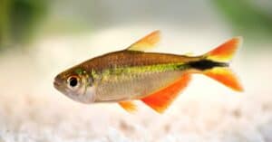 Types of Tetra Fish Picture