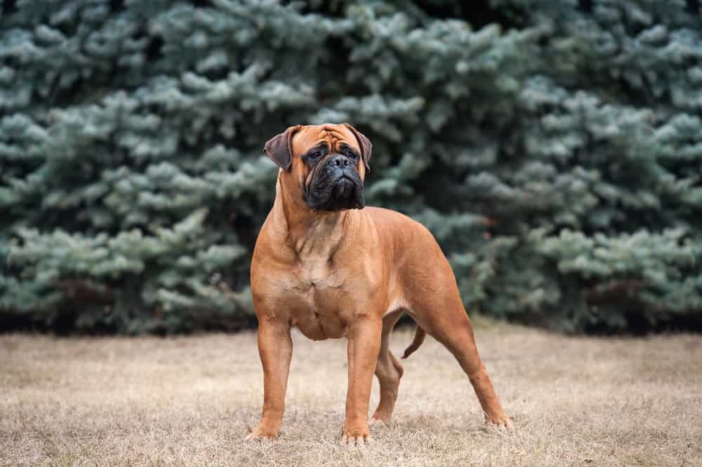 bullmastiff standing in field- a dog bred for attack, guard, and self-defense purposes