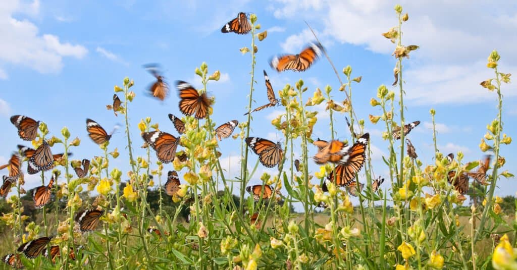 butterflies