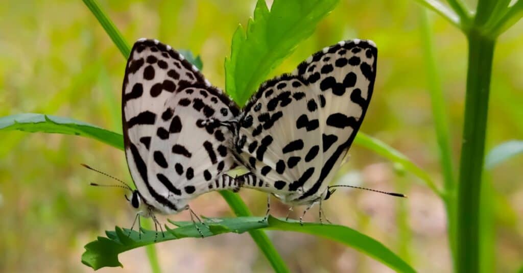 How Do Butterflies Have Babies