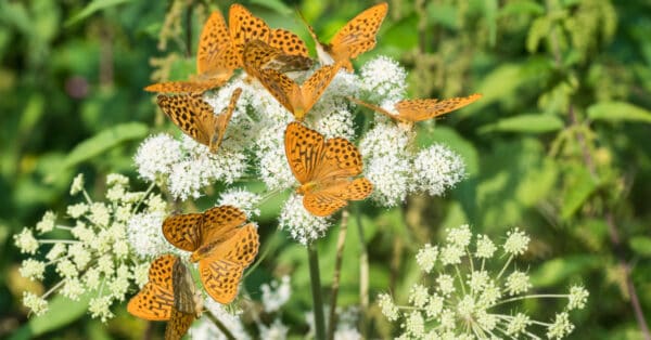 What Is a Group of Butterflies Called? - A-Z Animals