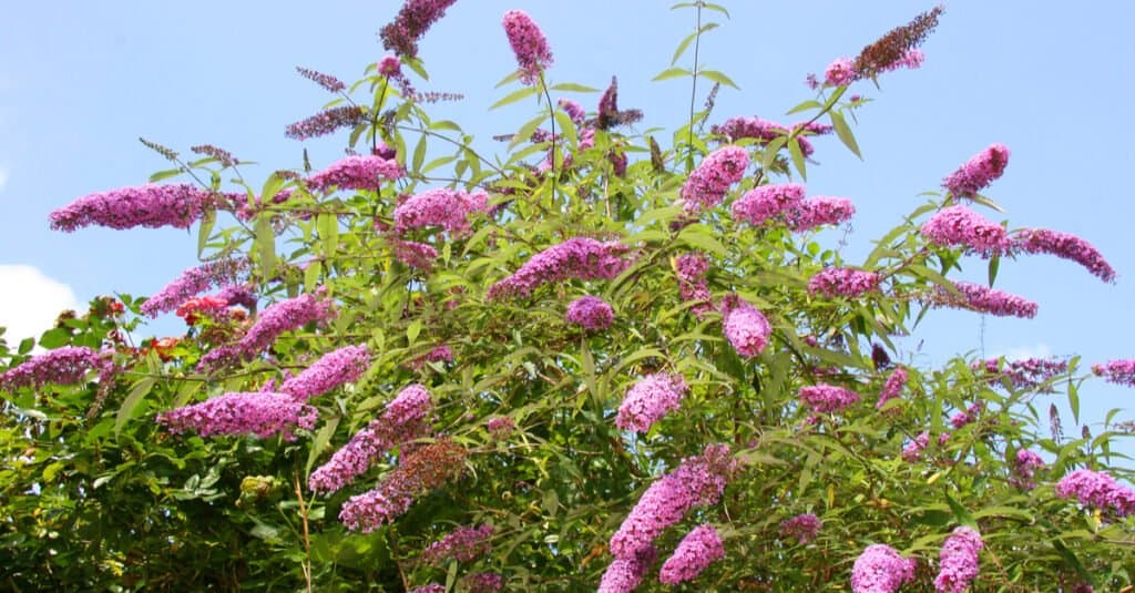 butterfly bush