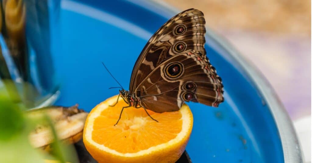 butterfly eating orange