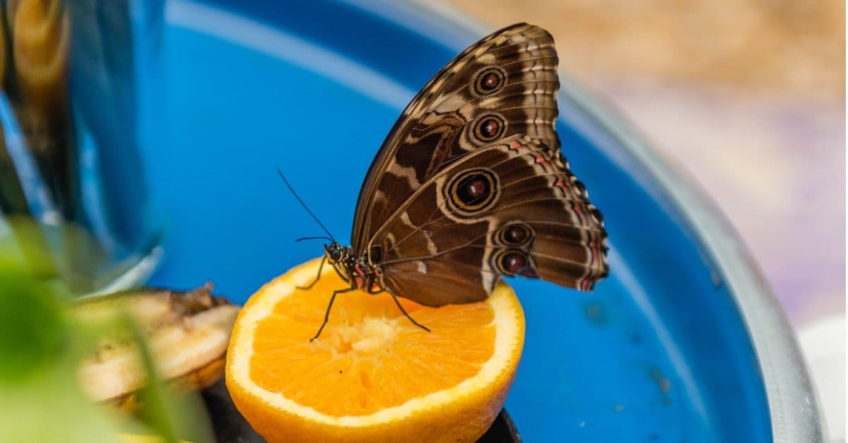 How Do Butterflies Eat? - AZ Animals