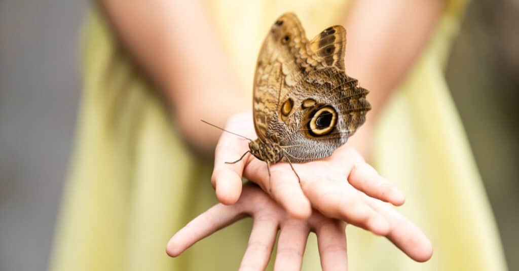 butterfly in little girls' hands