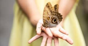 Fear Of Butterflies: What’s It Called and Why Are Some People Scared of Butterflies? Picture