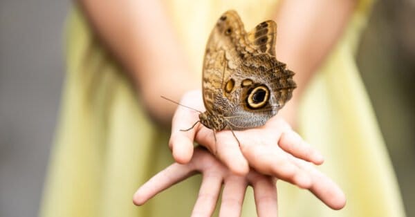 Fear Of Butterflies: What's It Called and Why Are Some People Scared of ...