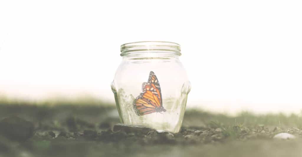 butterfly in jar outside