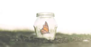 How To Preserve A Butterfly (In 6 Easy Steps) Picture