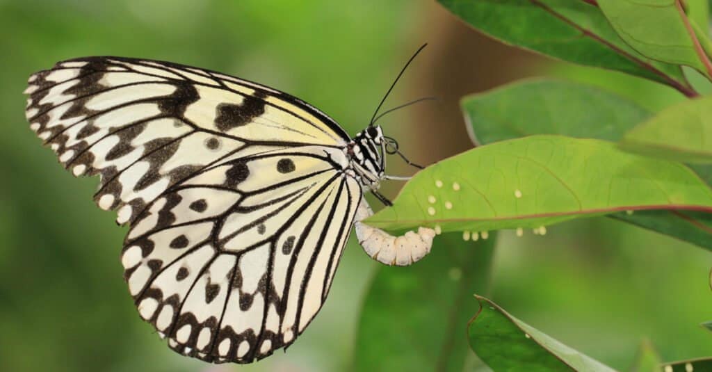 butterfly laying eggs on leaf