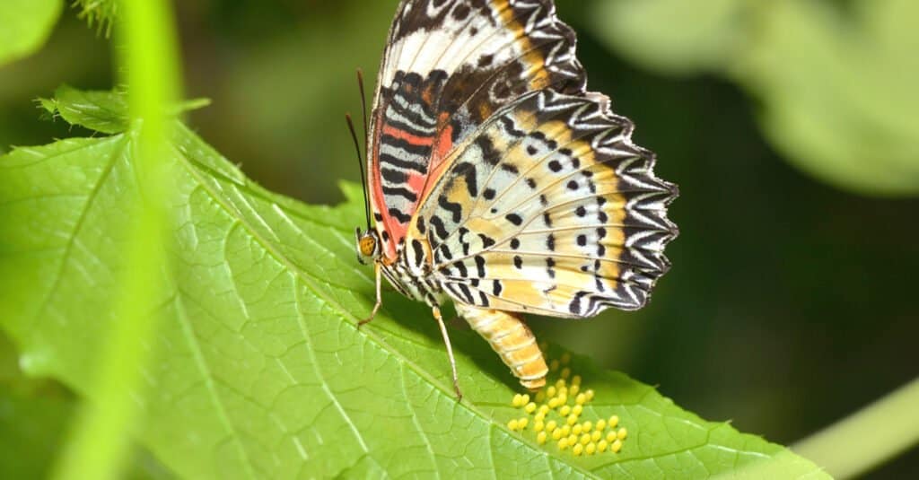 A yellow, orange, white and black butterfly lays spherical yellow eggs on bright green leaves.