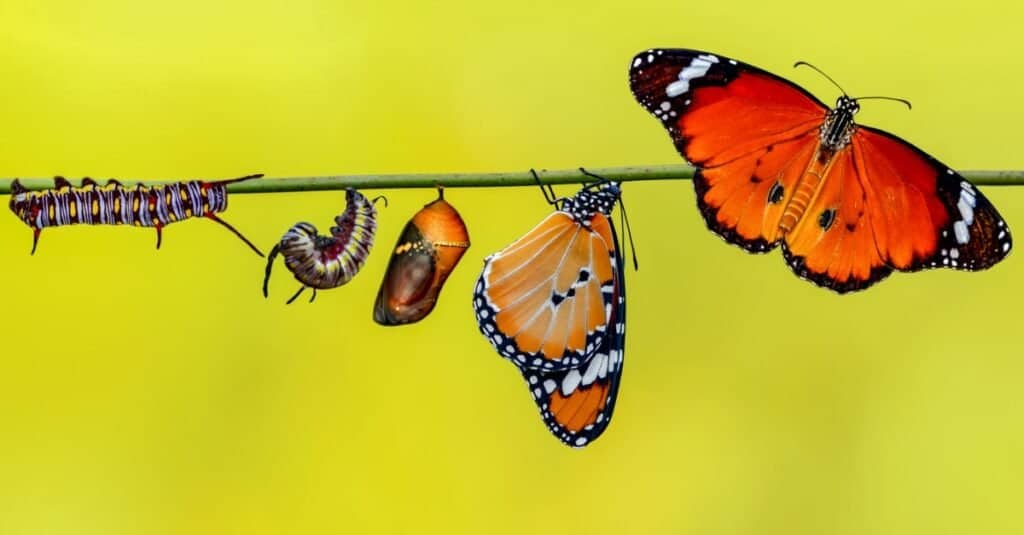 How Do Butterflies Reproduce? - A-Z Animals