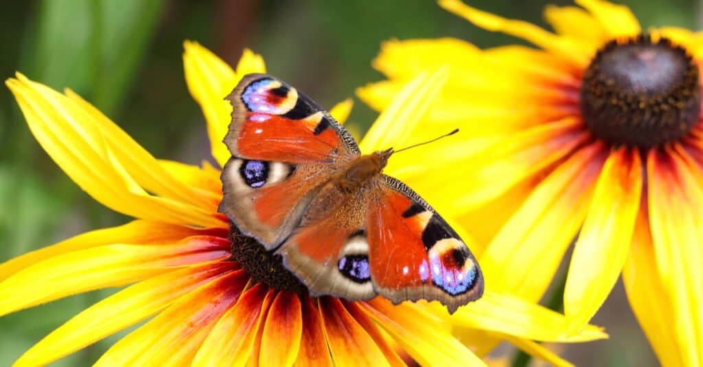 butterfly on orange coneflowers.
