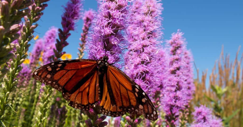 butterfly on blazing star