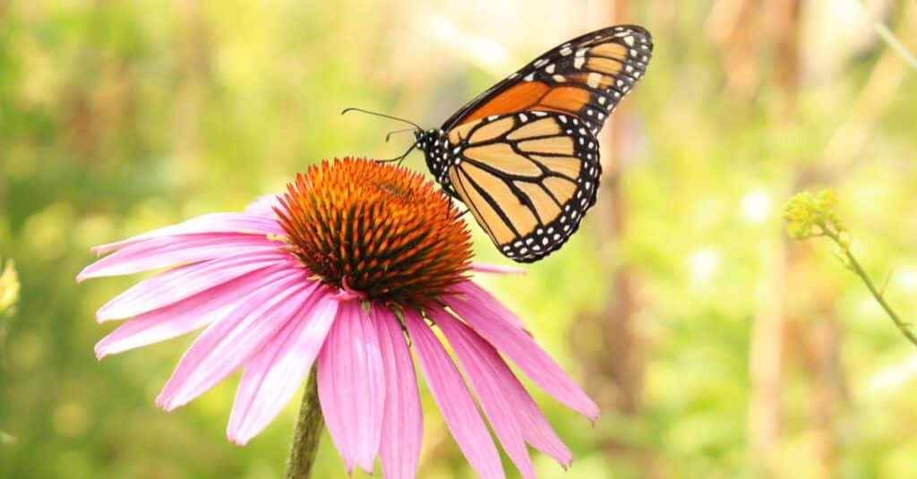 butterfly on coneflower