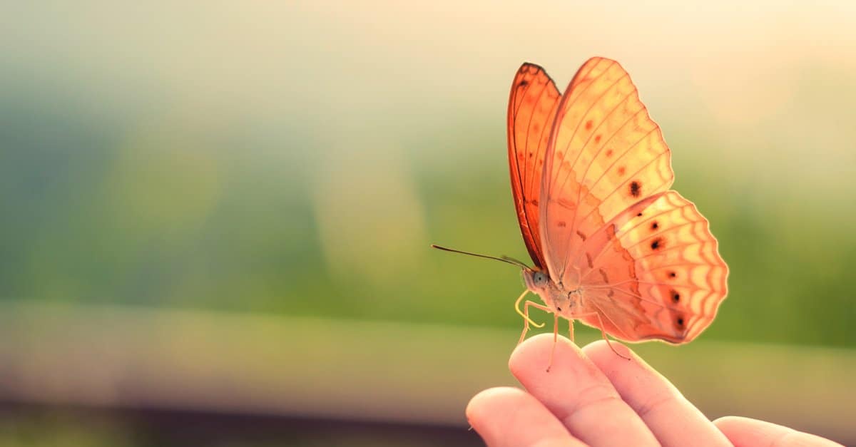 Fear Of Butterflies What’s It Called and Why Are Some People Scared of