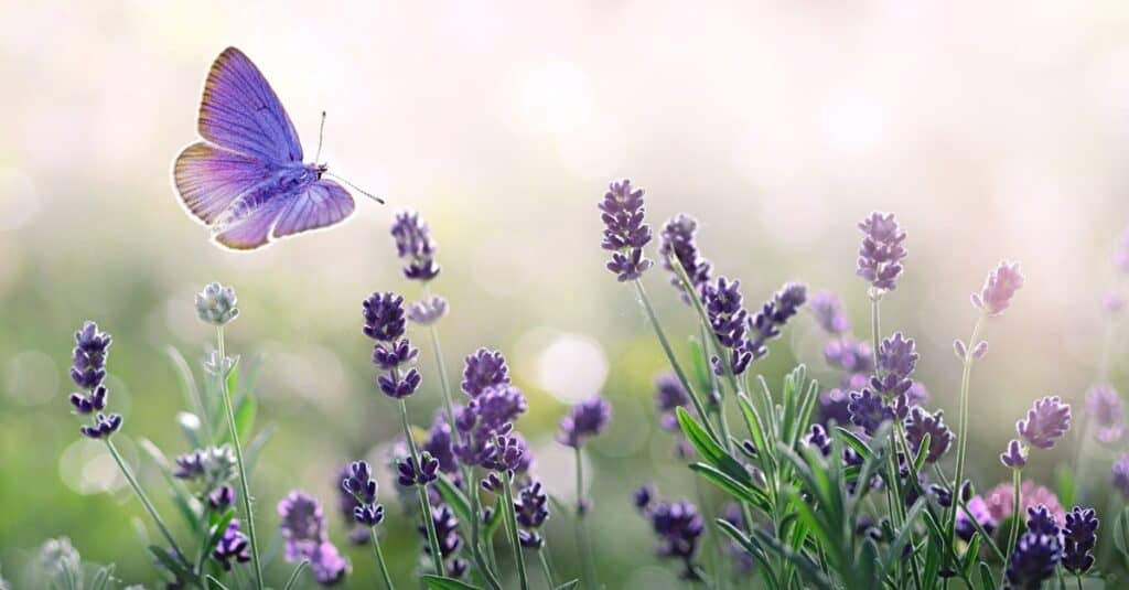 Purple butterfly flying around blossoming lavender (Lavendula)