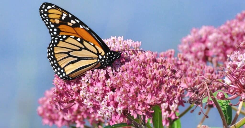 Monarch butterfly on milkweed (Asclepias incarnata) flowers