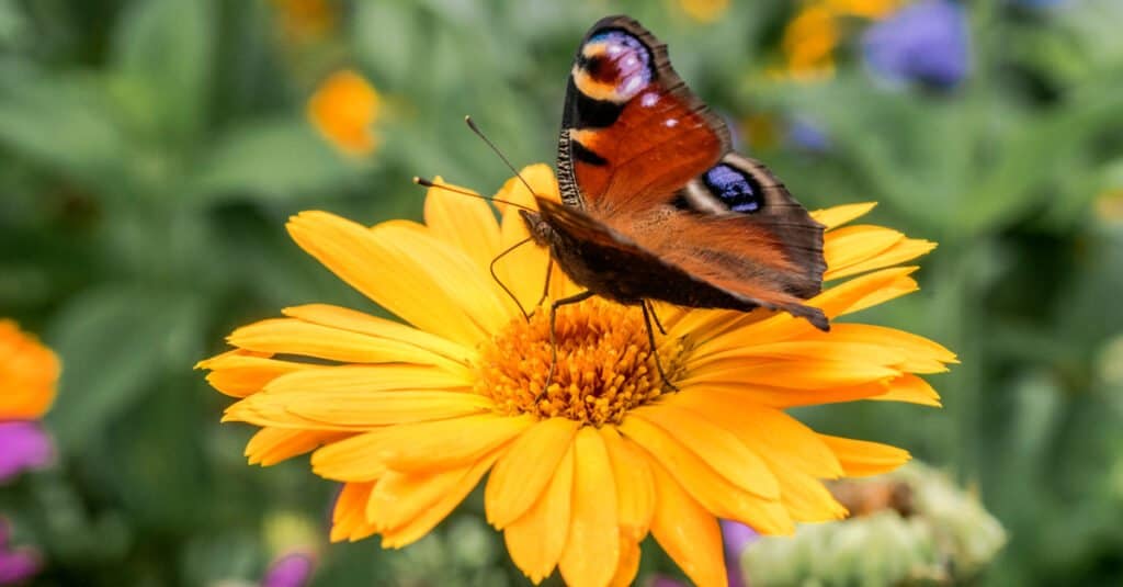 butterfly on pot marigolds