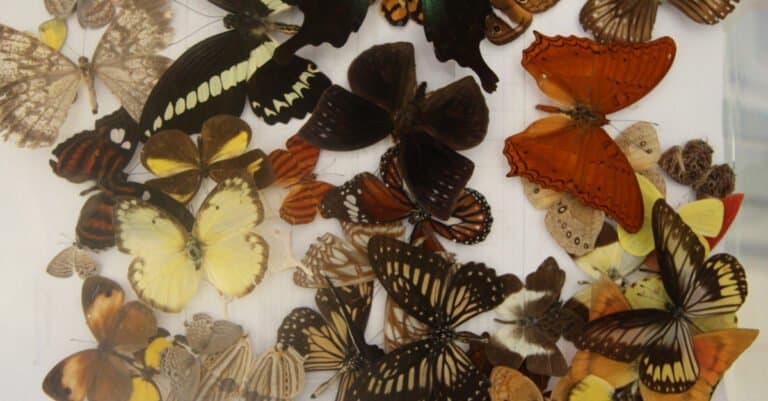 butterflies in preservation process