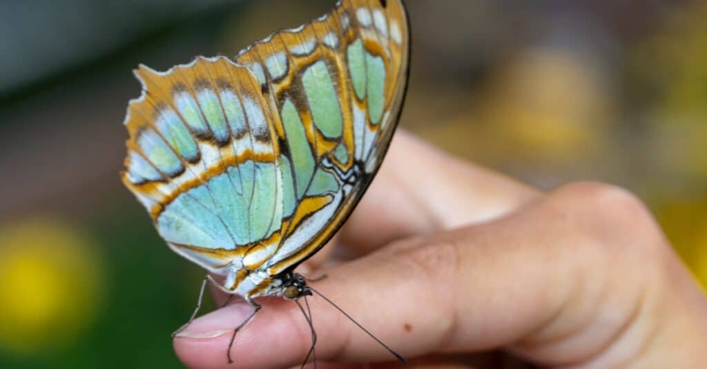 butterfly landed on persons finger