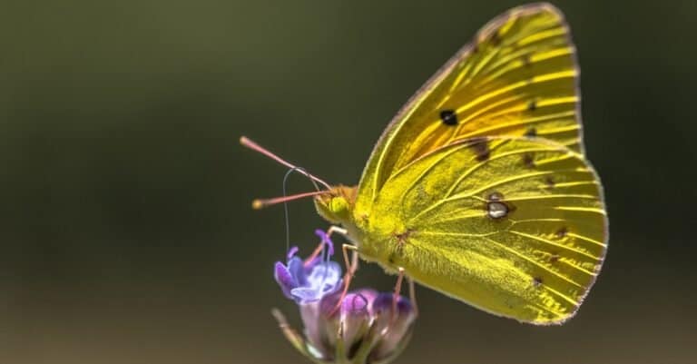 butterfly drinking nectar from flower