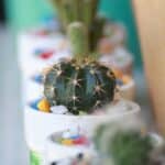 Cactus mouse