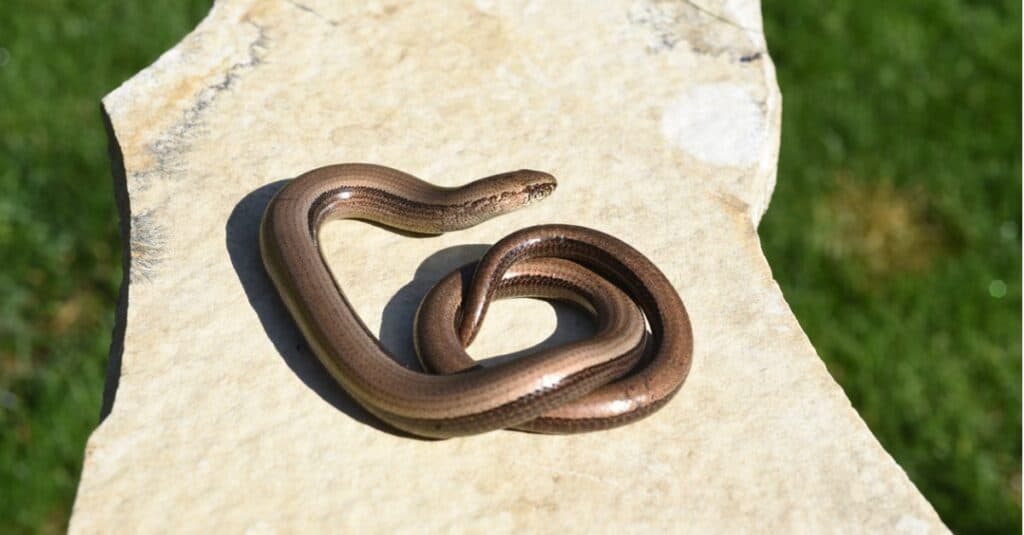 caecilian on flat rock