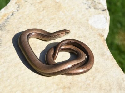 A Caecilian