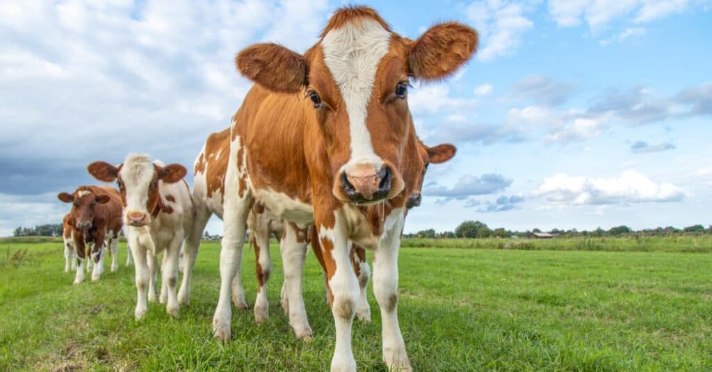 baby-cow-friends