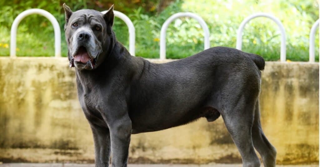 older cane corso side view outside