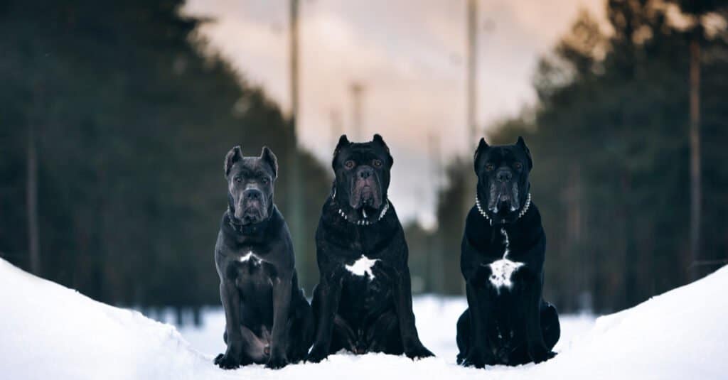 three cane corsos sitting in the snow