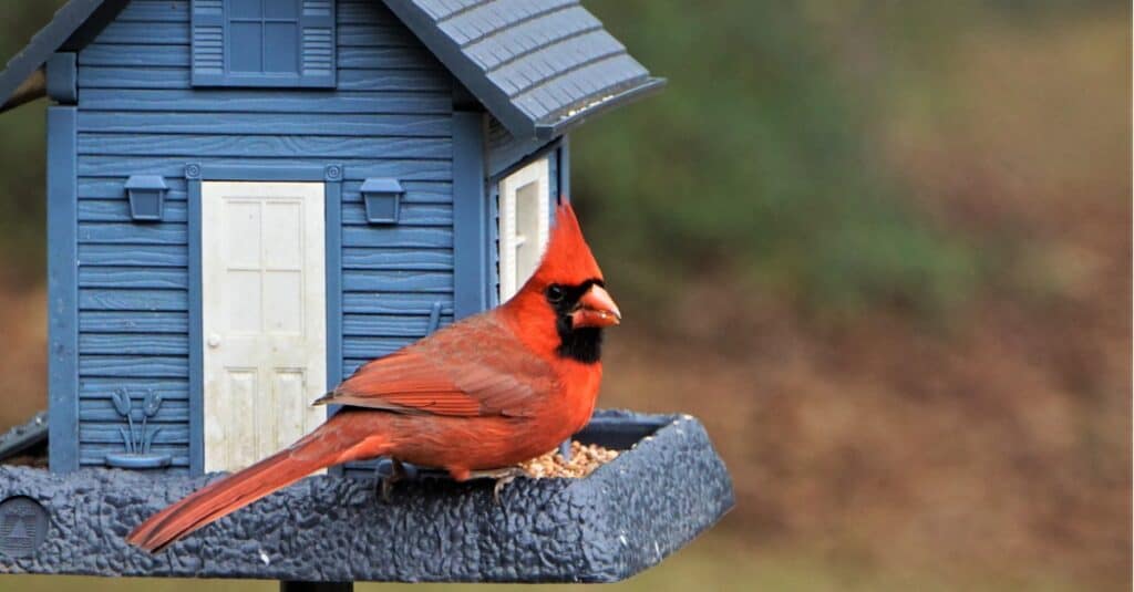 cardinal perché sur une mangeoire à oiseaux