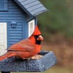 Cardinals prefer seeds that are high in fat and protein.