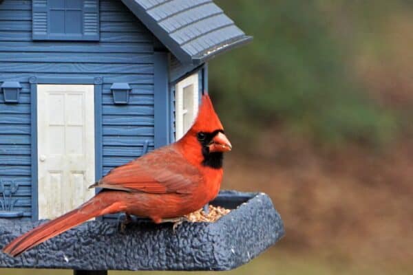 Cardinals prefer seeds that are high in fat and protein.