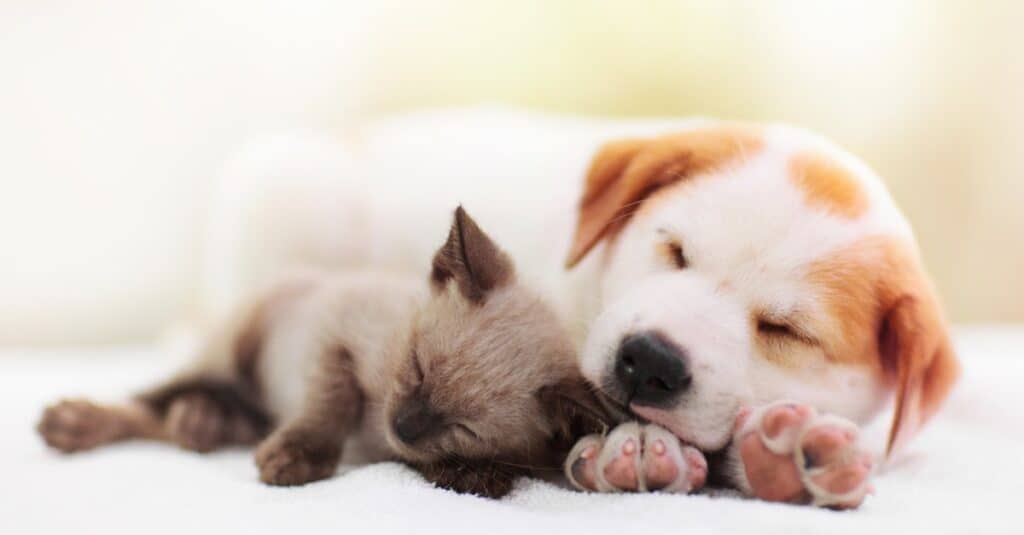 cat-and-dog-sleeping-puppy-and-kitten-sleep-picture-id1270971690